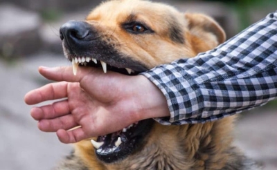 У Таращі виявили сказ у собаки: будуть безкоштовні щеплення